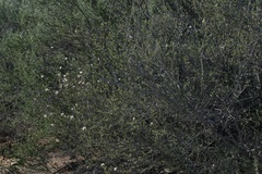 Ceanothus ophiochilus