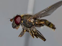 Helophilus chathamensis