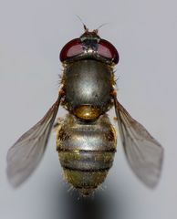 Helophilus chathamensis