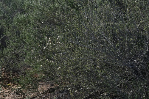 Image of Ceanothus ophiochilus by (c) Madeleine Claire, some rights reserved (CC BY)