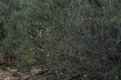 Ceanothus ophiochilus