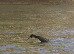 Phalacrocorax carbo