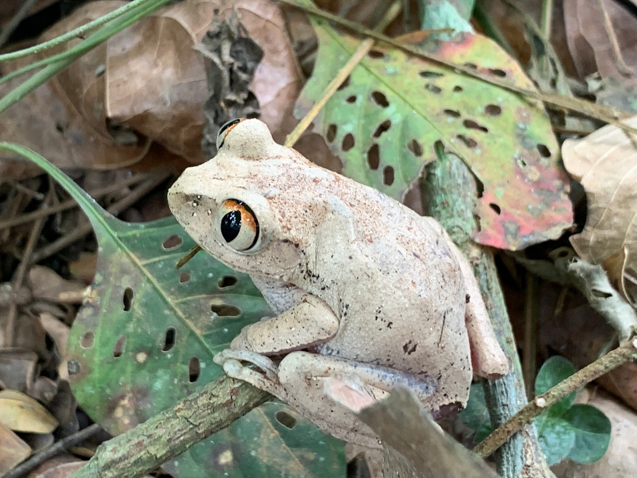 Leptopelis aubryi (Duméril, 1856)