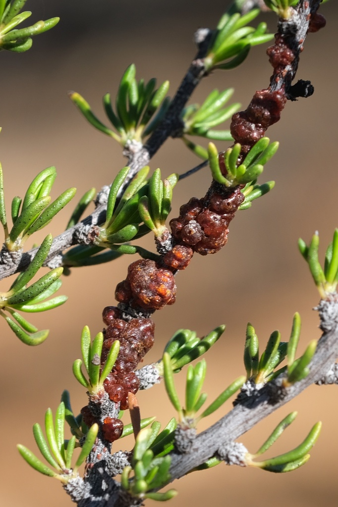 Tachardiella glomerella