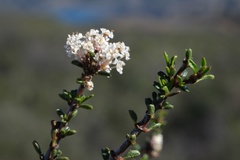 Ceanothus ophiochilus
