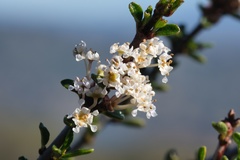 Ceanothus ophiochilus