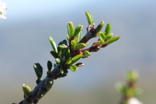 Image of Ceanothus ophiochilus by (c) Madeleine Claire, some rights reserved (CC BY)