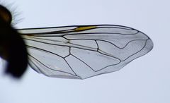 Helophilus chathamensis