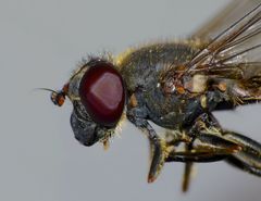 Helophilus chathamensis