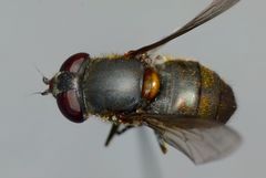 Helophilus chathamensis