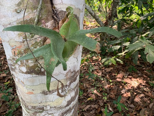 triangle staghorn fern