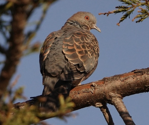 Oriental Turtle-Dove, photo 10 of 10