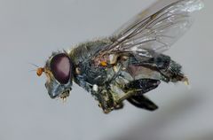 Helophilus hochstetteri