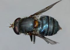 Helophilus hochstetteri