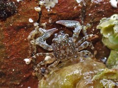 Petrocheles spinosus