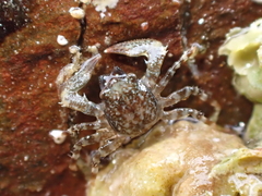 Petrocheles spinosus