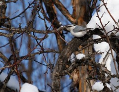 Sitta europaea albifrons