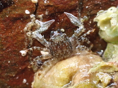 Petrocheles spinosus