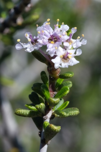 Image of Ceanothus ophiochilus by (c) Madeleine Claire, some rights reserved (CC BY)