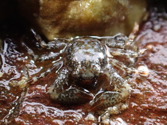 Petrocheles spinosus