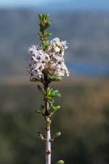 Ceanothus ophiochilus