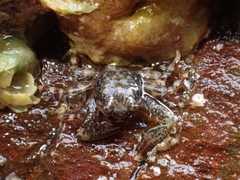 Petrocheles spinosus