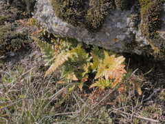 Asplenium adiantum-nigrum adiantum-nigrum