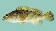 Cloudy Grouper photo 2