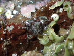 Petrocheles spinosus