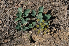 Lomatium lucidum