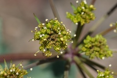 Lomatium lucidum