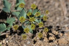 Lomatium lucidum