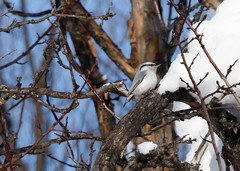 Sitta europaea albifrons