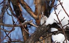Sitta europaea albifrons