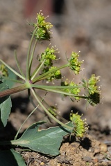 Lomatium lucidum