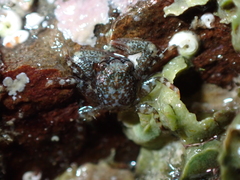 Petrocheles spinosus