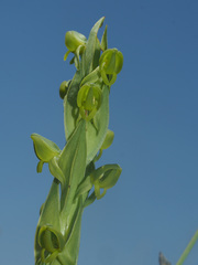 Habenaria laevigata
