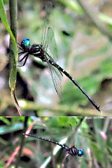 Synthemis miranda