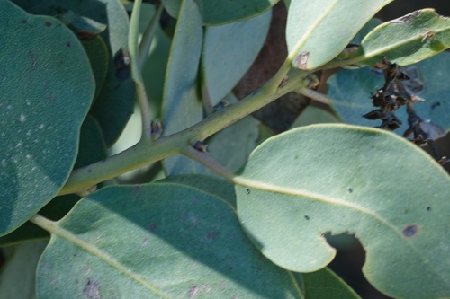 Image of Arctostaphylos rainbowensis by (c) Madeleine Claire, some rights reserved (CC BY)