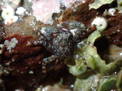 Petrocheles spinosus