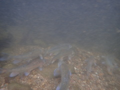 Pantosteus discobolus