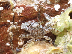 Petrocheles spinosus