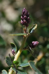 Ceanothus pendletonensis