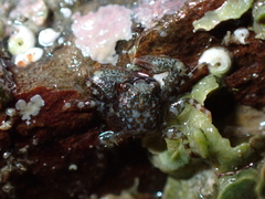 Petrocheles spinosus