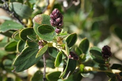 Ceanothus pendletonensis