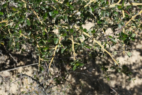 Image of Pendleton Ceanothus (Ceanothus pendletonensis) by (c) Madeleine Claire, some rights reserved (CC BY)