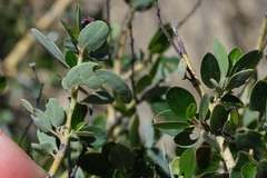 Ceanothus pendletonensis