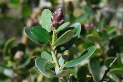 Ceanothus pendletonensis
