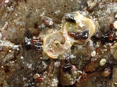 Eatoniella