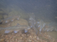 Pantosteus discobolus